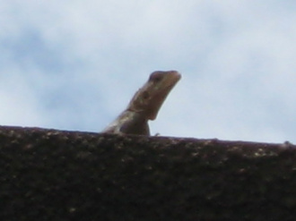 03 Le Lezard